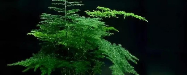 文竹长歪的补救技巧 文竹长歪怎样办