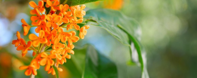 桂花嫁接时间及技巧 嫁接桂花的基砧一般是什么