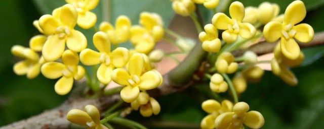 桂花嫁接时间和办法教程 桂花怎么嫁接