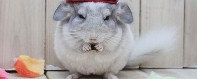 龙猫吃的食物怎样做 龙猫通常吃哪些食物