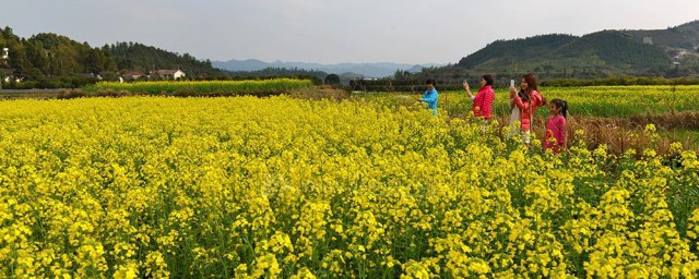 油菜花的文案 适合油菜花的文案