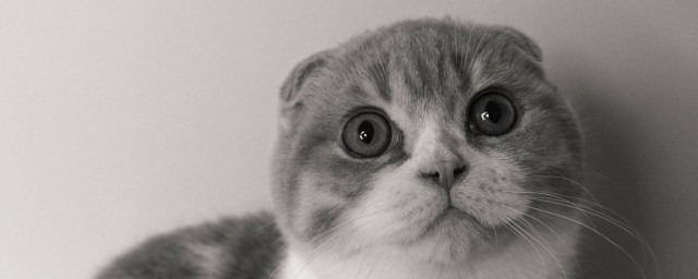遛猫咪的好处 出去遛猫的好处