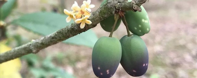桂花果如何吃 桂花果两种食用方式介绍