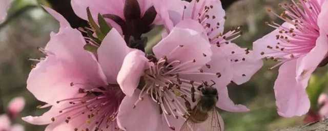 关于桃花的资料 桃花简单介绍