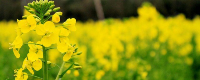 油菜花文案 关于油菜花文案