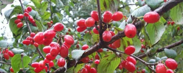 山茱萸什么时间打顶 山茱萸打顶的时间