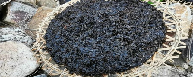 紫菜是什么植物 紫菜的简介