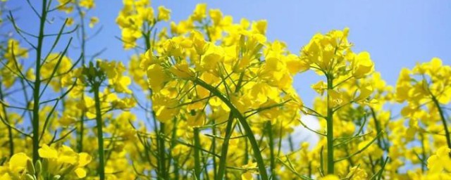 油菜花样子简单简介 油菜花简介
