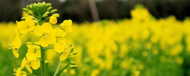 油菜花朋友圈文案 关于发油菜花的句子