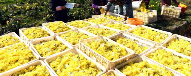 菊花采摘后如何加工 菊花的采收加工方式