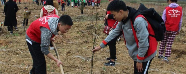 植树节适合种什么树 植树节种哪些树呢