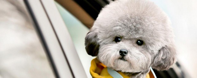 泰迪应该如何养 泰迪犬应该怎么饲养