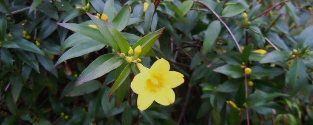 法国茉莉什么时候开花 法国茉莉的简介