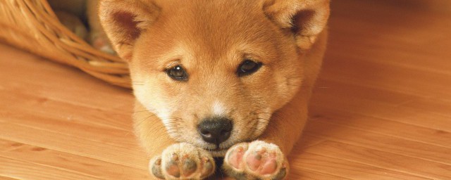 如何挑选好柴犬 四种要领帮你挑选柴犬