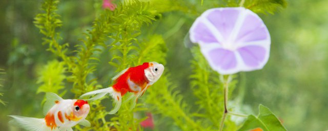 水培植物与鱼如何一起养 水培植物与鱼怎么一起养比较好