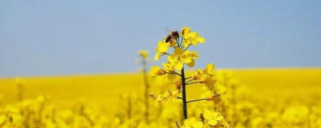 油菜花开的句子唯美 油菜花开的句子精选