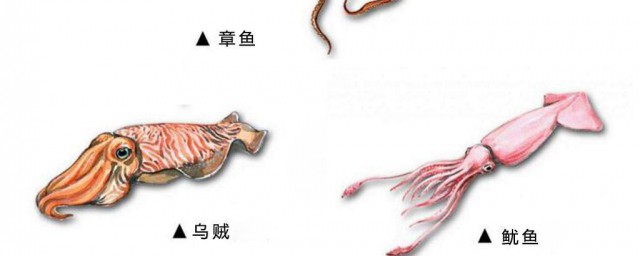 八爪鱼和鱿鱼哪个更好吃 八爪鱼和鱿鱼哪个好吃