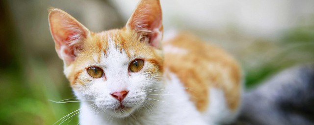 猫咪在床上尿尿怎样办 猫咪在床上尿尿怎样处理