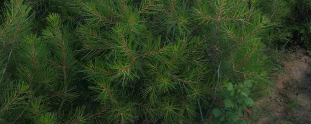 白皮松移植后的管理技巧 白皮松移植后的管理技巧是什么