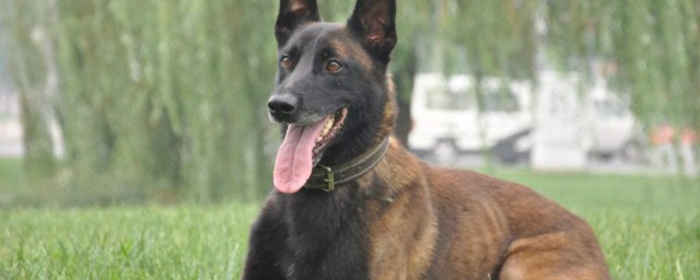小马犬训狗教程 怎样训练马犬