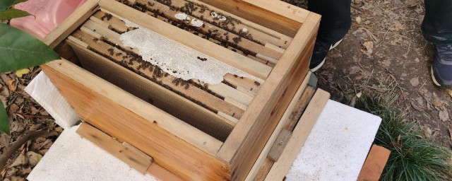 蜂箱的制作办法教程 如何制作蜂箱