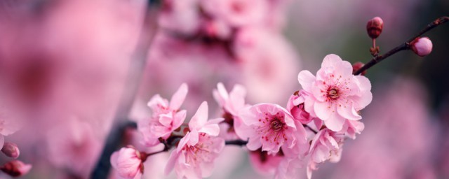 梅花枝怎样用水养 梅花枝用水养要怎样处理