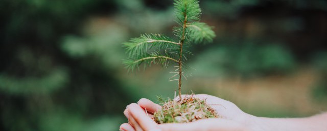 植树节的概念和由来 植树节的概念和由来是什么