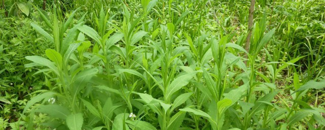 什么是剪刀菜 剪刀菜的简介