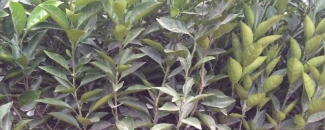 桔子树种植什么技巧最好 桔子树怎样种植技巧