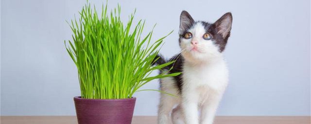 猫咪小麦草的种植技巧 小麦草家庭种植技巧