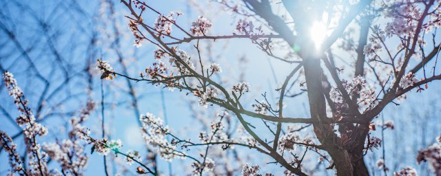 武汉市花为何为梅花 武汉市花为何为梅花