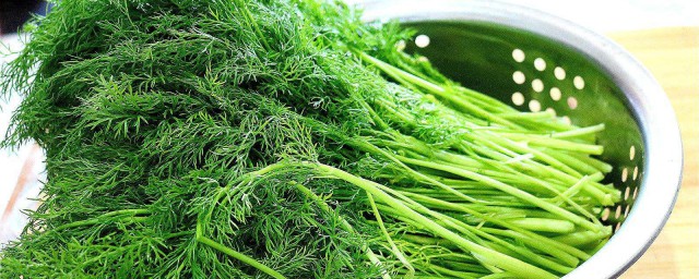 茴香菜是什么 关于茴香菜的简介