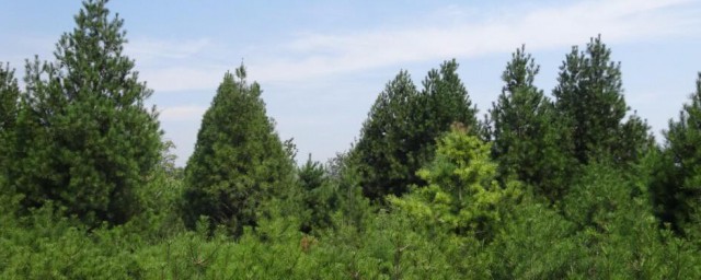 白皮松树的种植技巧 怎样种植白皮松