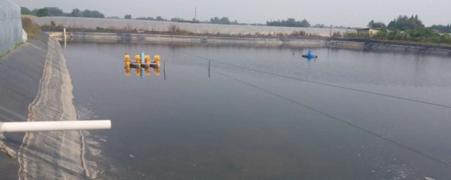 虾池消毒最好的技巧 虾池怎样消毒