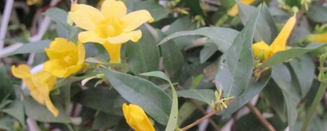 什么是法国香水花 法国香水花相关简介