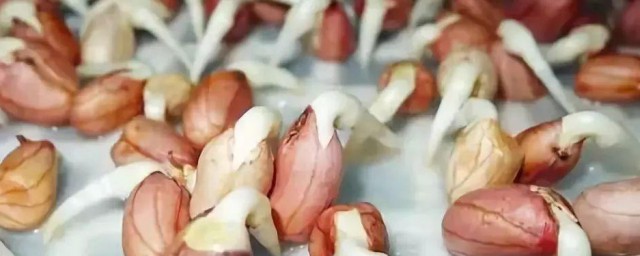 花生长牙了到底还能不能吃 花生长牙还能不能吃