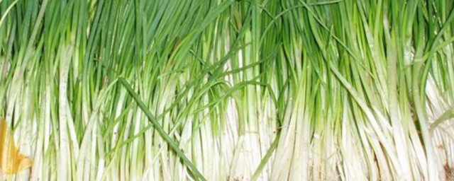 广东香葱的种植技巧 香葱怎样种植