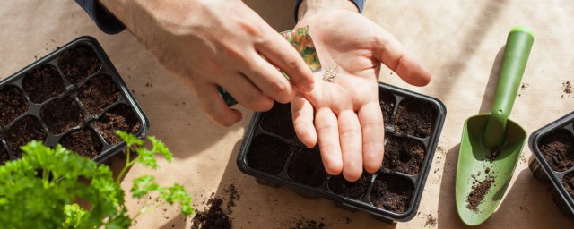 种菜籽的准确要领 蔬菜种子播种方法介绍