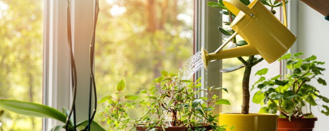 室内养植物的要领方法 三个秘诀养出健康好看的植物