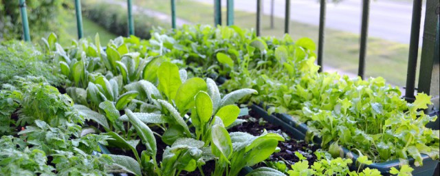 阳台植物种植的步骤的顺序 阳台种菜全套操作流程分享