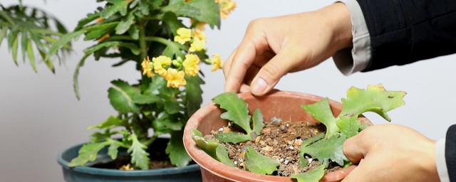 花木生根嫁接办法 花木生根嫁接要领有哪些