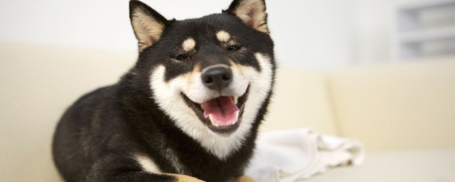 怎样样挑选哈士奇 怎样选择哈士奇