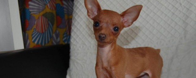 怎样挑选小鹿犬 选择小鹿犬的技巧有哪些