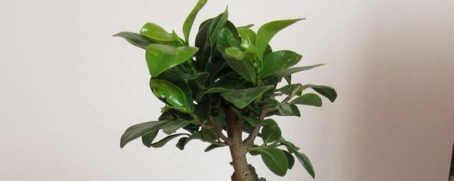 蓉树花卉养殖技巧 养殖蓉树花卉的技巧