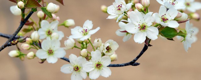 梨花酒最正宗的制作要领 正宗梨花酒的做法介绍