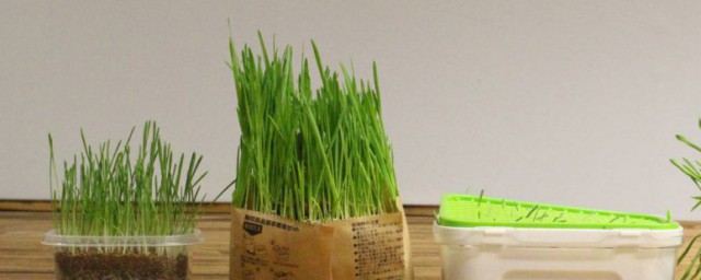 家庭猫草种植技巧 猫草怎样种
