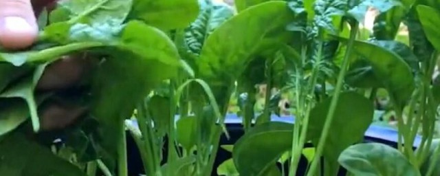 菠菜种子冬天种植技巧 菠菜种子冬天怎样种植