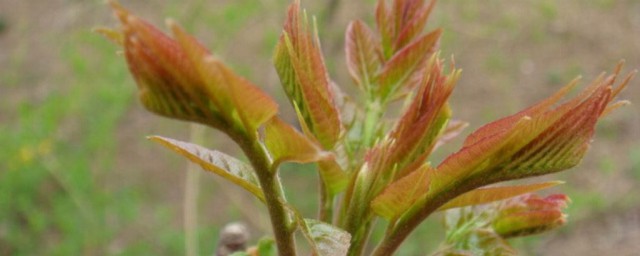 庭院香椿种植办法 庭院香椿栽培注意事項 庭院香椿栽培注意事項