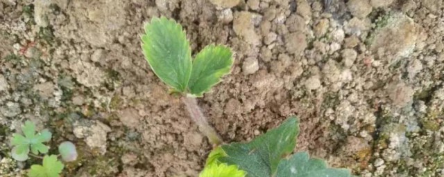 泥土消毒杀虫最快方法 土壤除虫杀菌的几种好方式