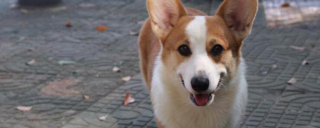 柯基幼犬怎样挑选 柯基幼犬挑选技巧
